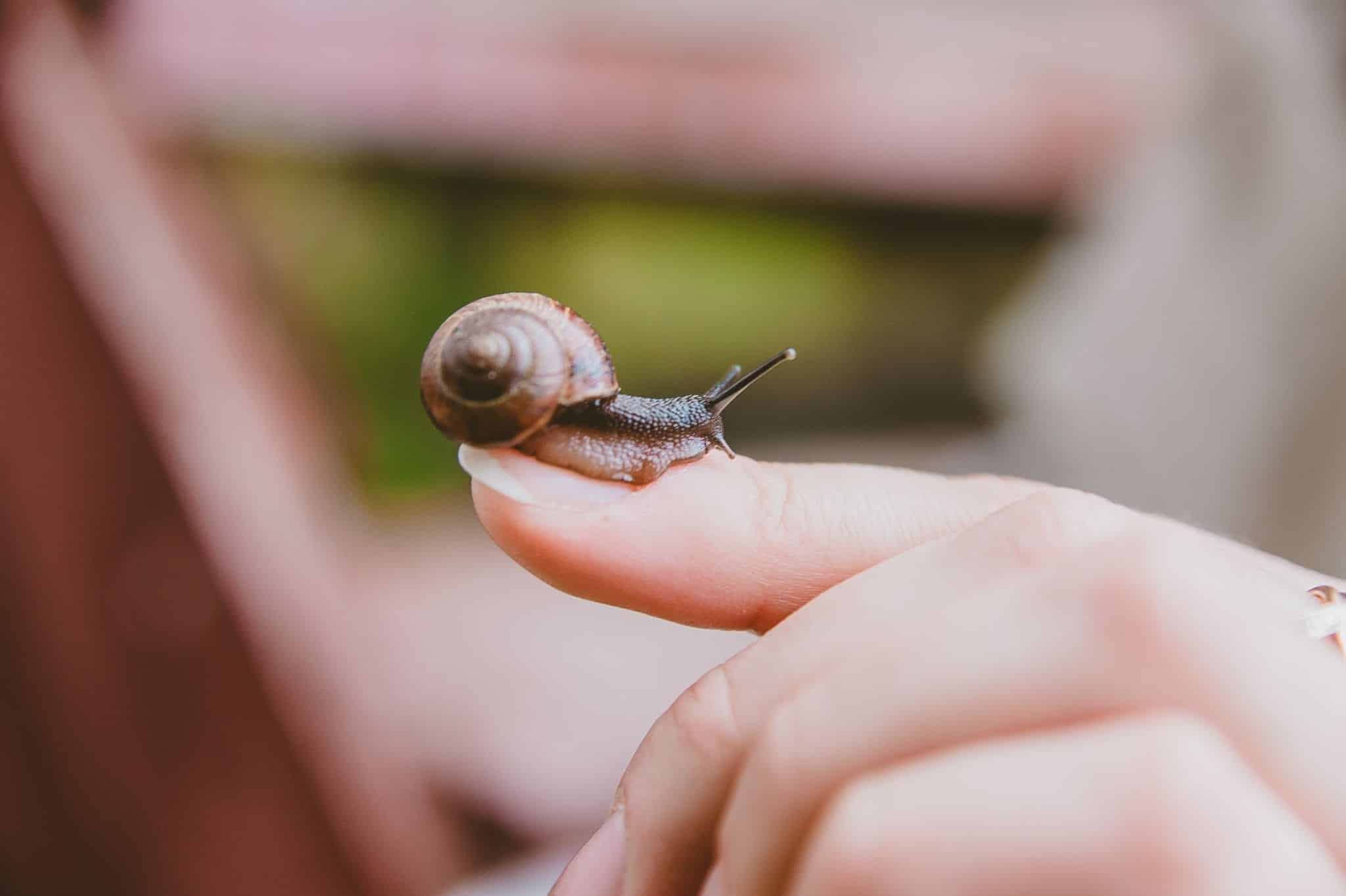 microscopic view of snail mucin